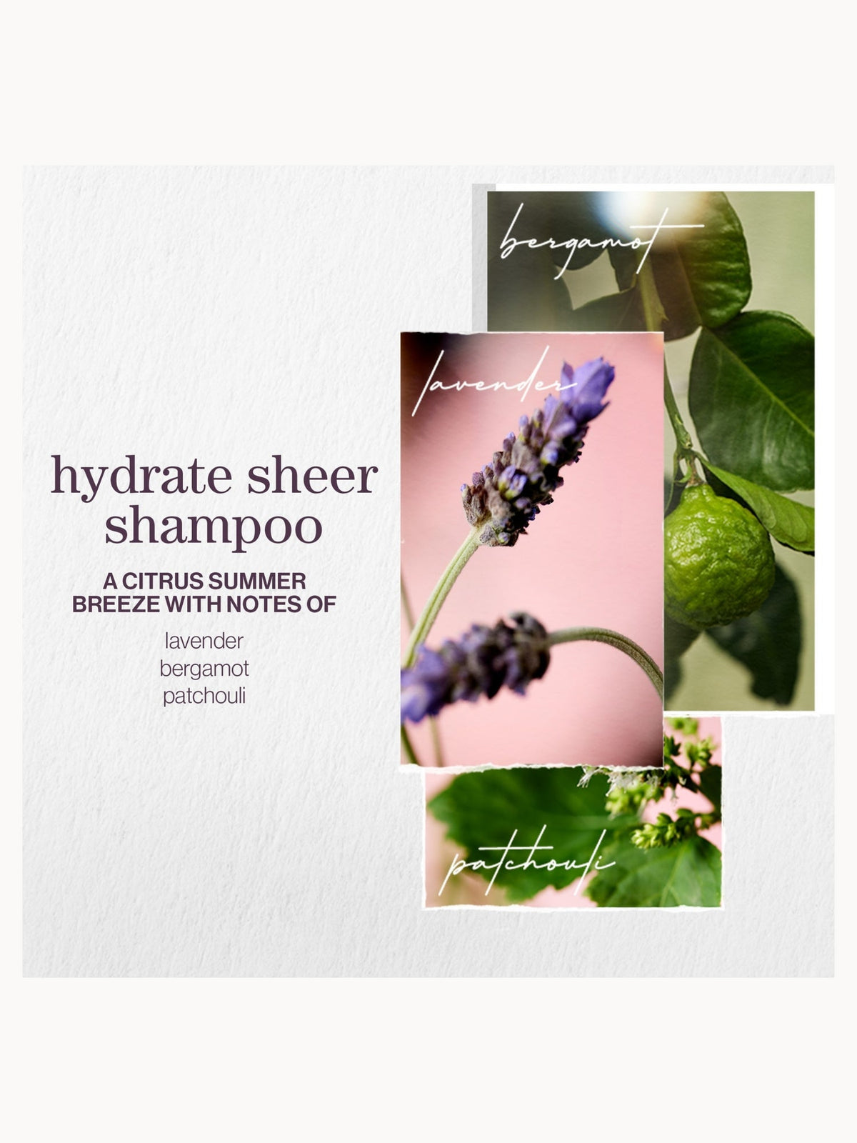 Pureology Hydrate Sheer Shampoo 1000ml – brand image 6